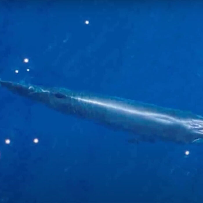 Rice's whale