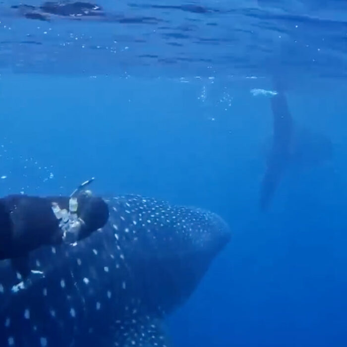 whale shark mating