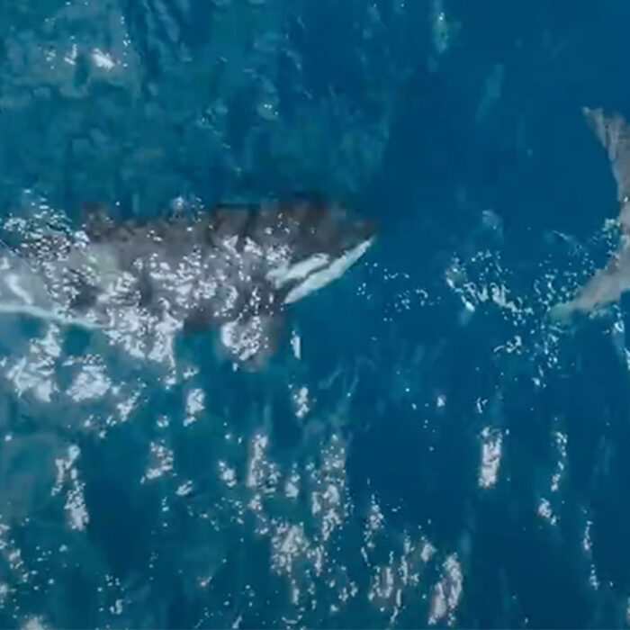 orca kills great white shark