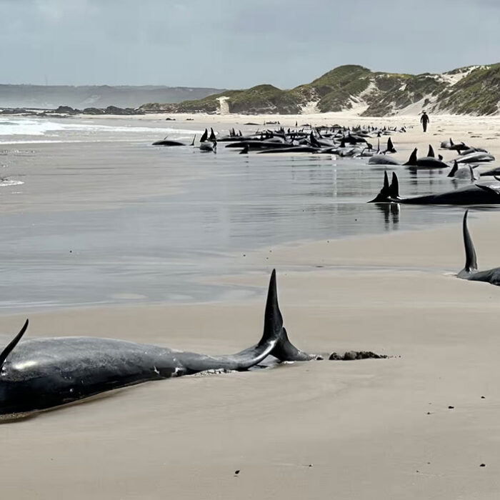False Killer Whales on Tasmania beach