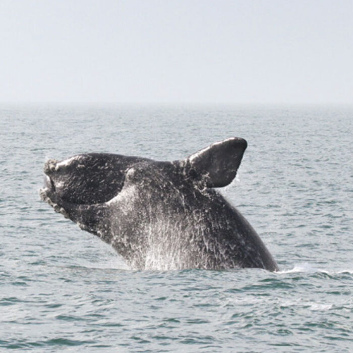 Weather forecasting service North Atlantic Right Whale