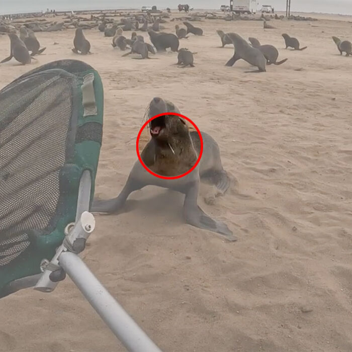 cape fur seal