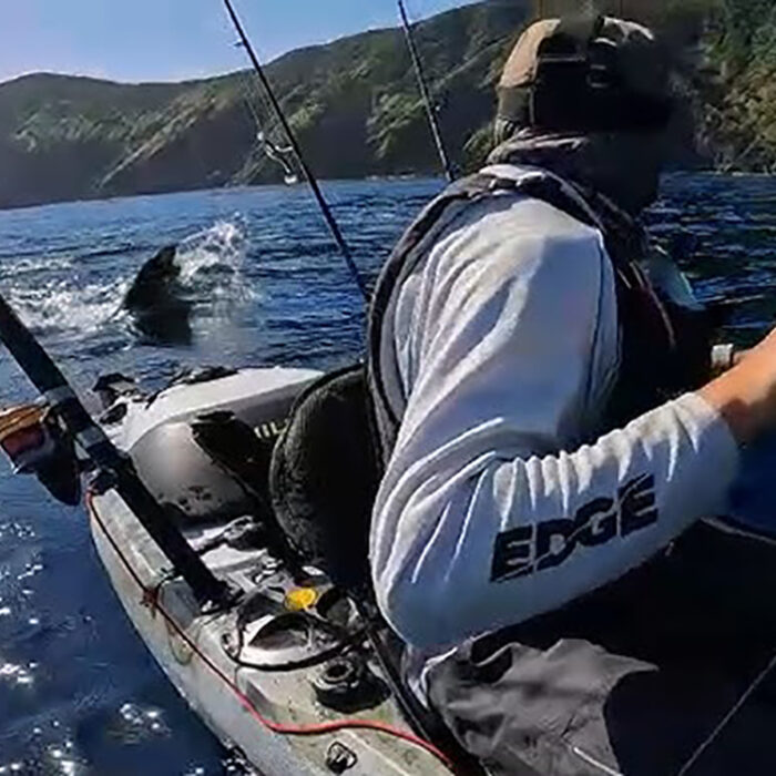 Check Out the Size of This Great White Shark as It Stalks a Kayak Fisherman