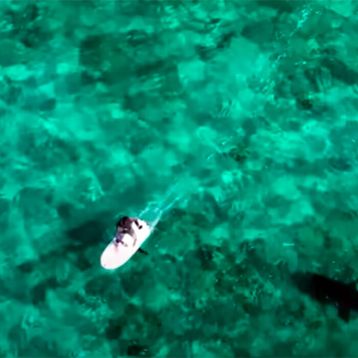 Carlos Gauna, or the Malibu Artist, took a trip to Maui and caught some pretty fascinating footage of a tiger shark checking out a foiler.