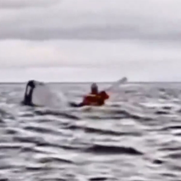 humpback whale swallows kayaker