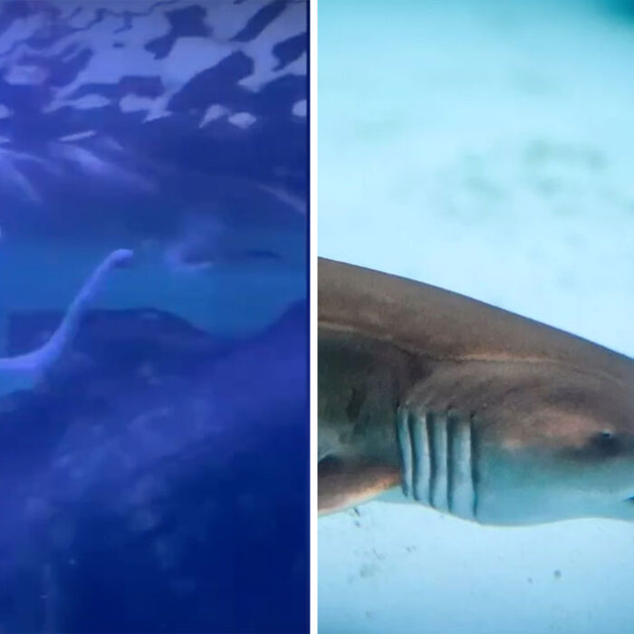Grey Nurse shark birth