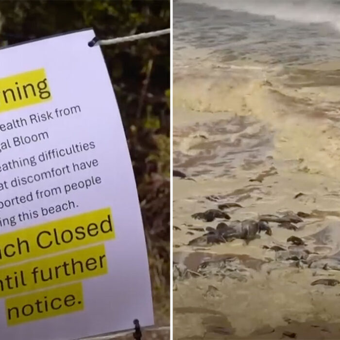 Australian beaches closed after sea foam