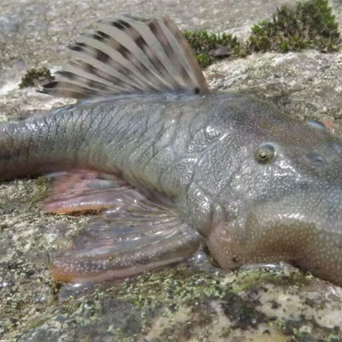 Blob-headed catfish
