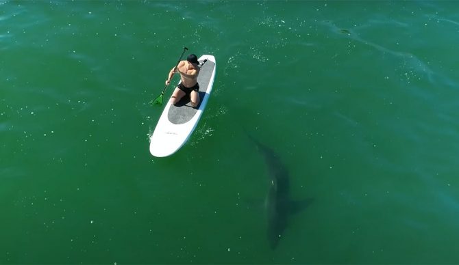 Orlando Bloom and Great white shark