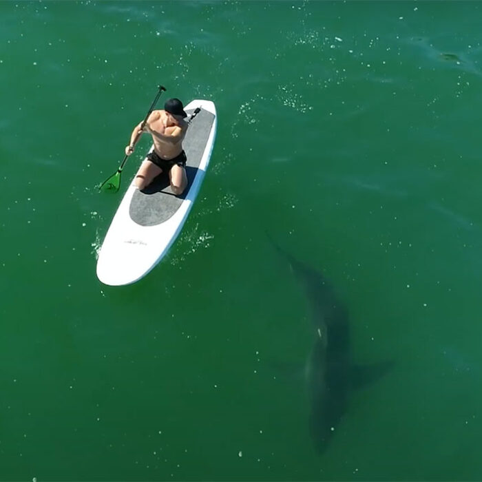 Orlando Bloom and Great white shark
