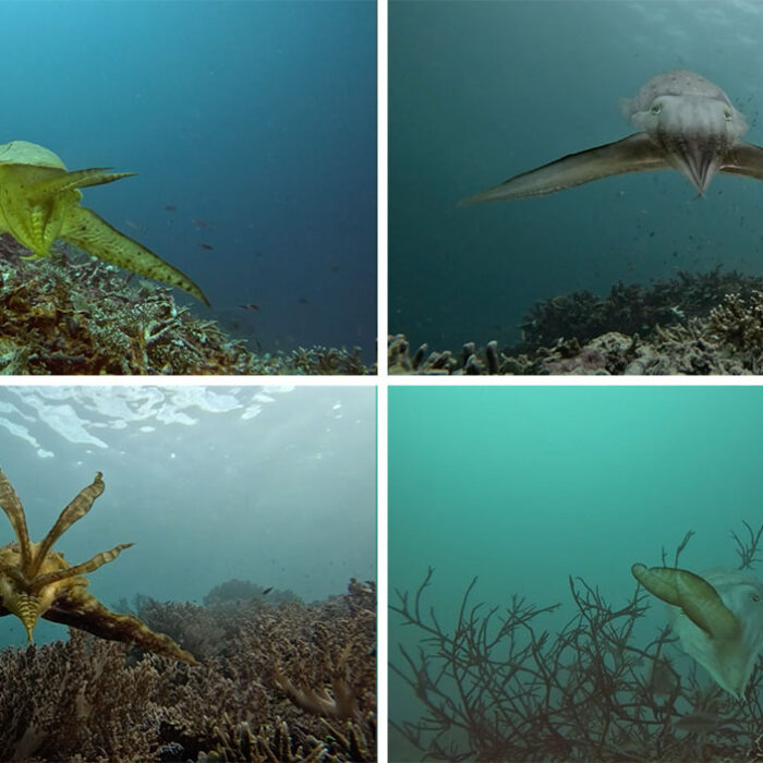 Cuttlefish hunting