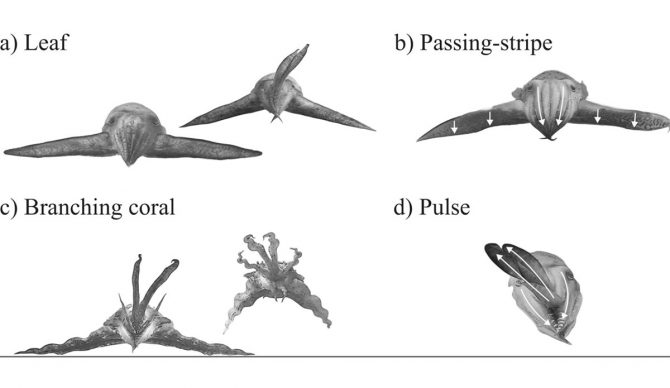 Cuttlefish hunting techniques