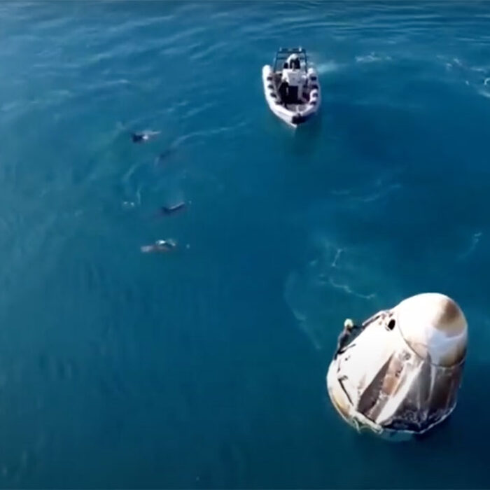 dolphins Spacex