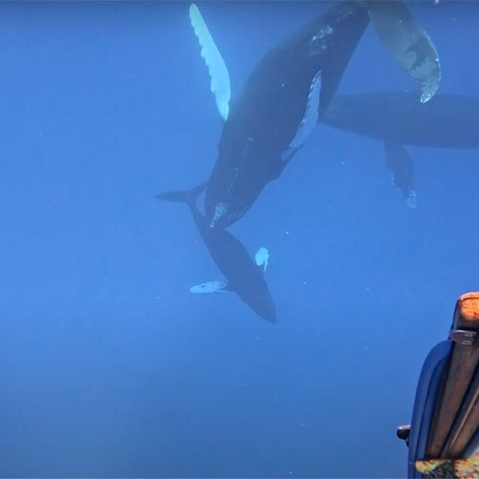 Mark Healey whale song