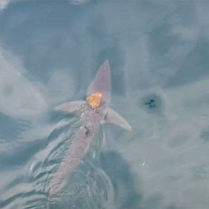 Octopus on shark's back