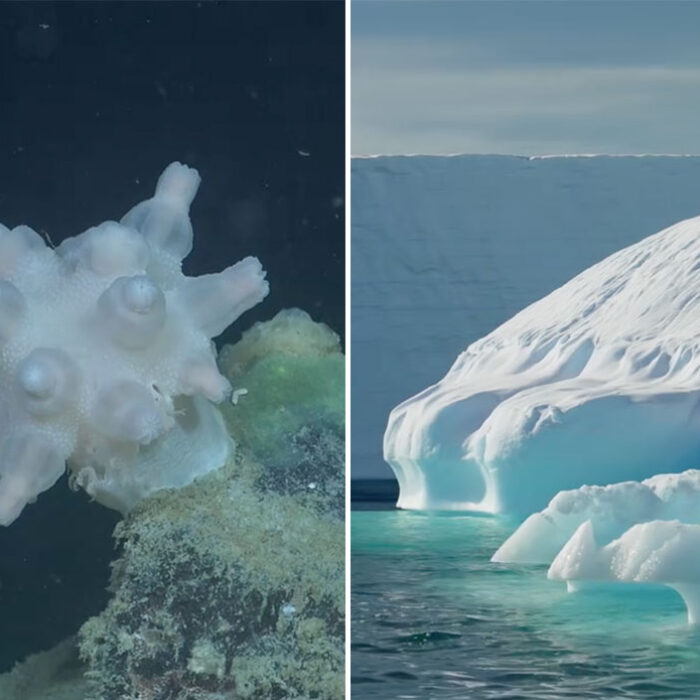 Ecosystem under antarctic ice shelf