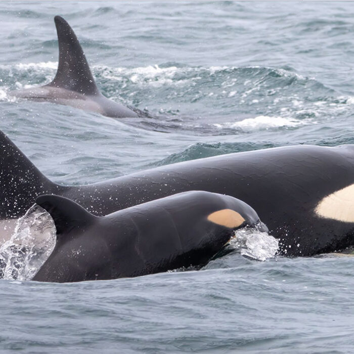 Bigg's killer whale
