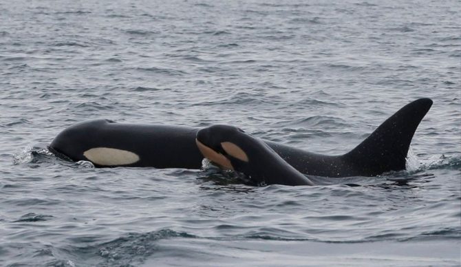 Photo: Center for Whale Research