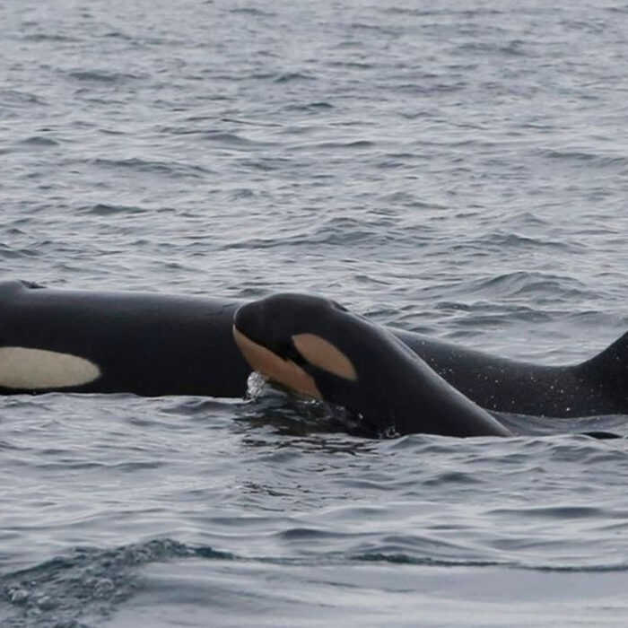 Photo: Center for Whale Research