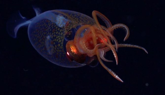 colossal squid filmed for the first time