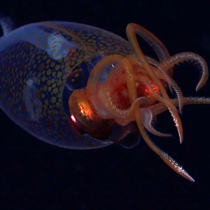 colossal squid filmed for the first time