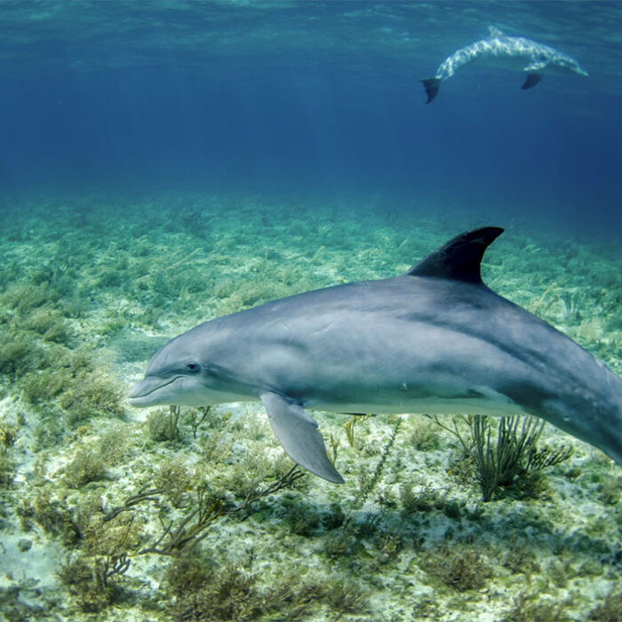dolphins talking with Google AI DolphinGemma