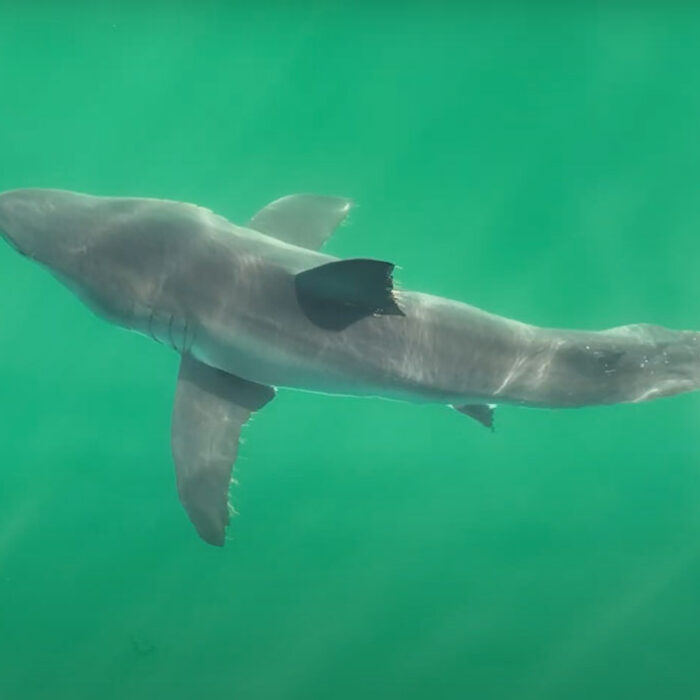 Great white shark off Huntington Beach