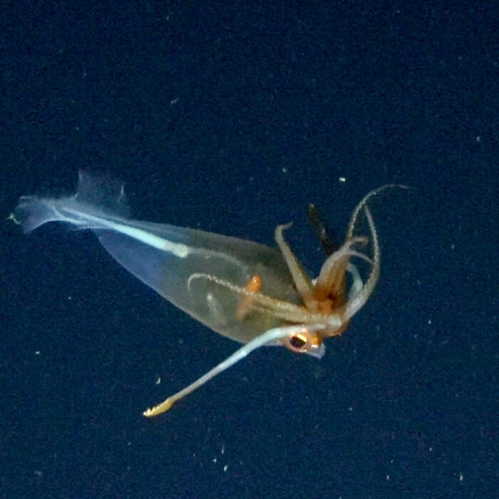 glacial glass squid