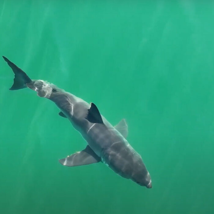 Great white sharks