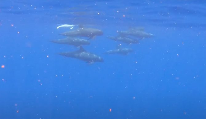albino false killer whale