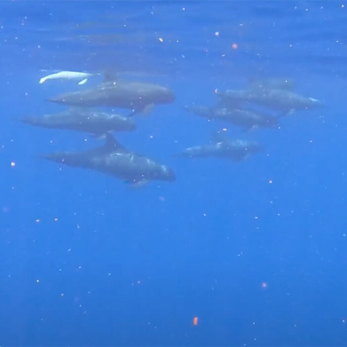 albino false killer whale