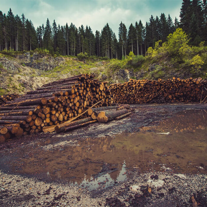 national forest logging