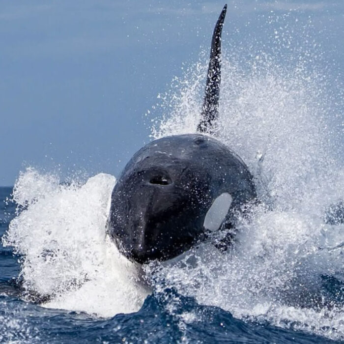 Orcas filmed killing whale