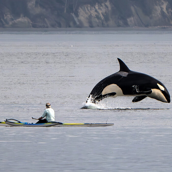 The Story Behind the Viral Photo of an Orca and an Outrigger Canoe