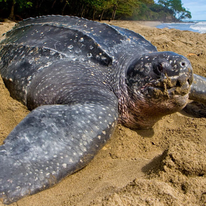 Sea turtle