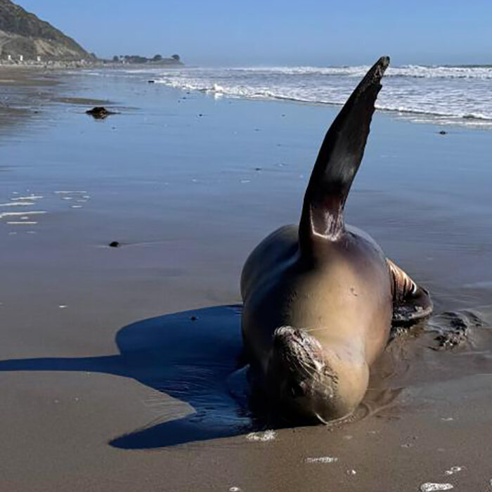 Making Sense of Southern California's Toxic Algae Bloom and What Surfers Can Do for Wildlife