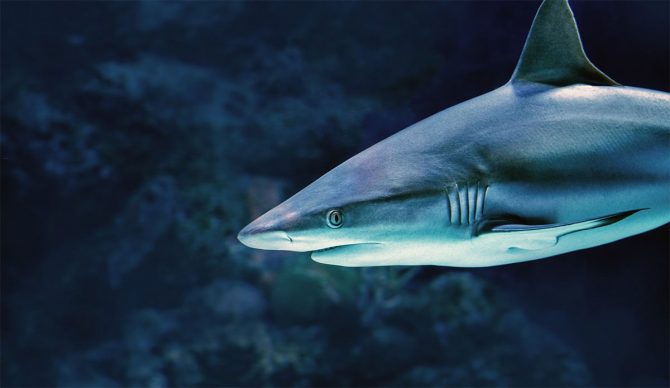 study about shark attacks