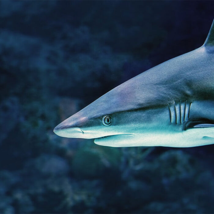 study about shark attacks