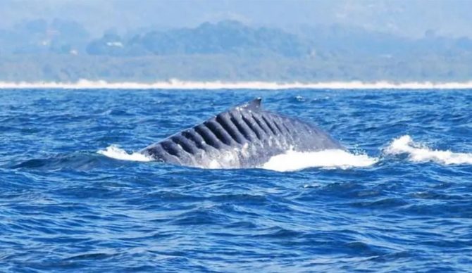 Bladerunner the humpback whale