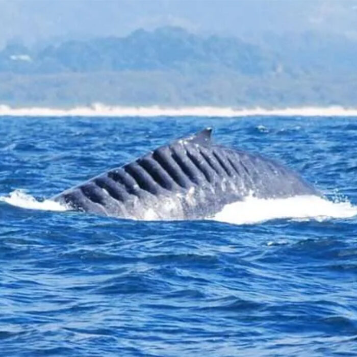 Bladerunner the humpback whale