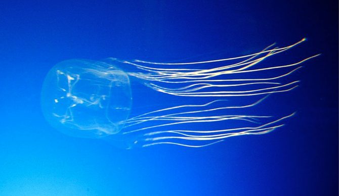 Australian box jellyfish