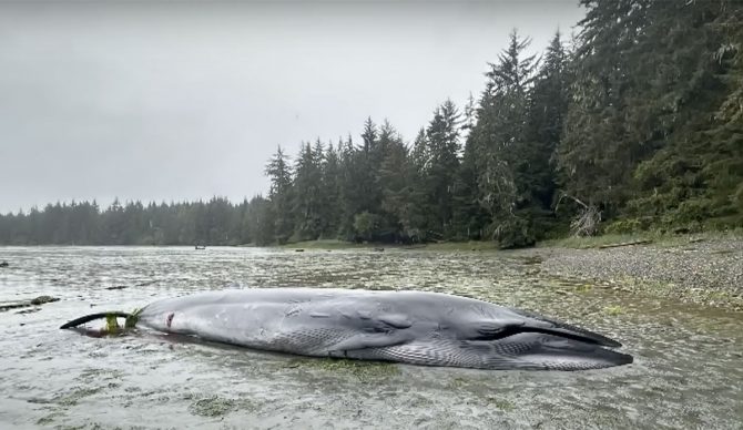 Bryde's whale on Port McNeill beach