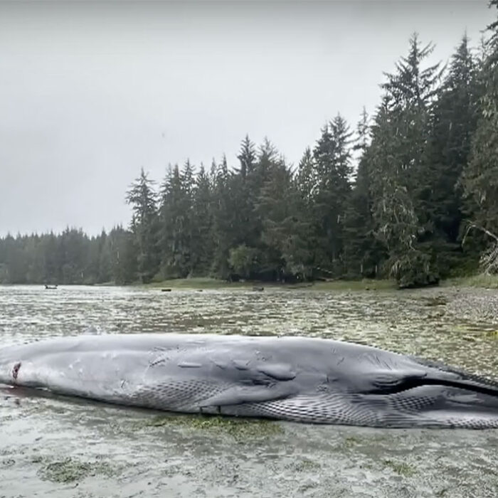 Bryde's whale on Port McNeill beach