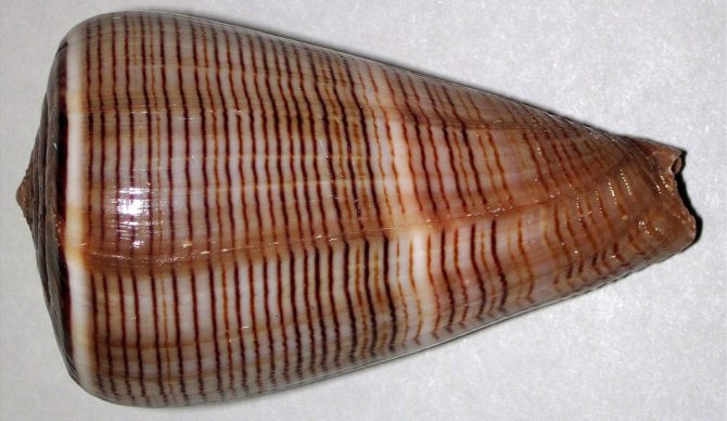 Cone snail most painful