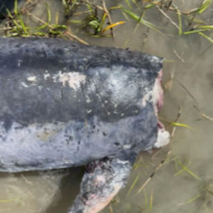 reward poster for decapitated dolphins