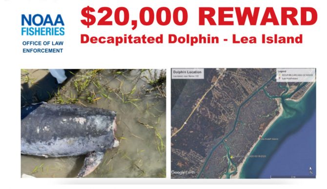 $20,000 reward for information about decapitated dolphin