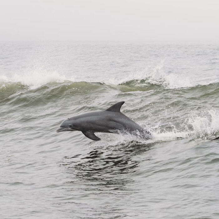 Dolphins in wave