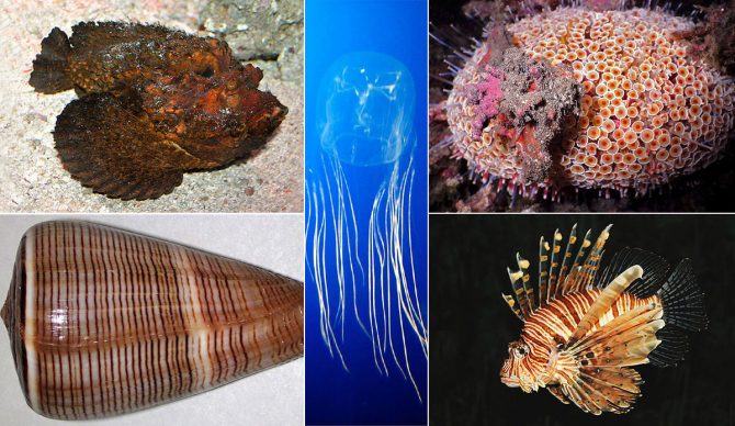 Most painful animals in the ocean