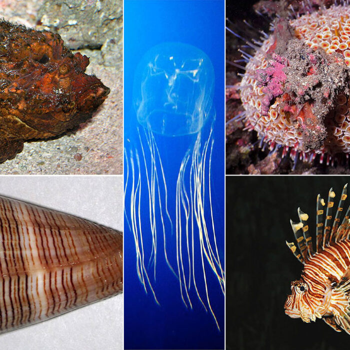 Most painful animals in the ocean