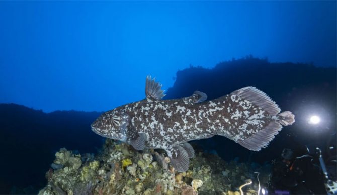 Coelacanth in Indonesia
